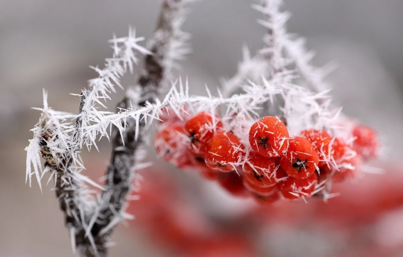 Photo wallpaper winter, frost, macro, snow, trees, nature, berries, branch