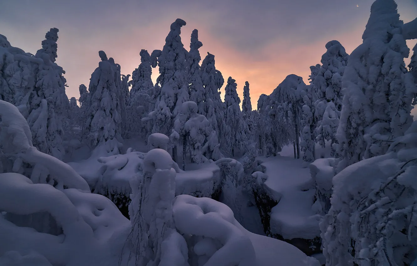 Photo wallpaper winter, snow, trees, nature, dawn, morning, ate, Sergey Mezhin
