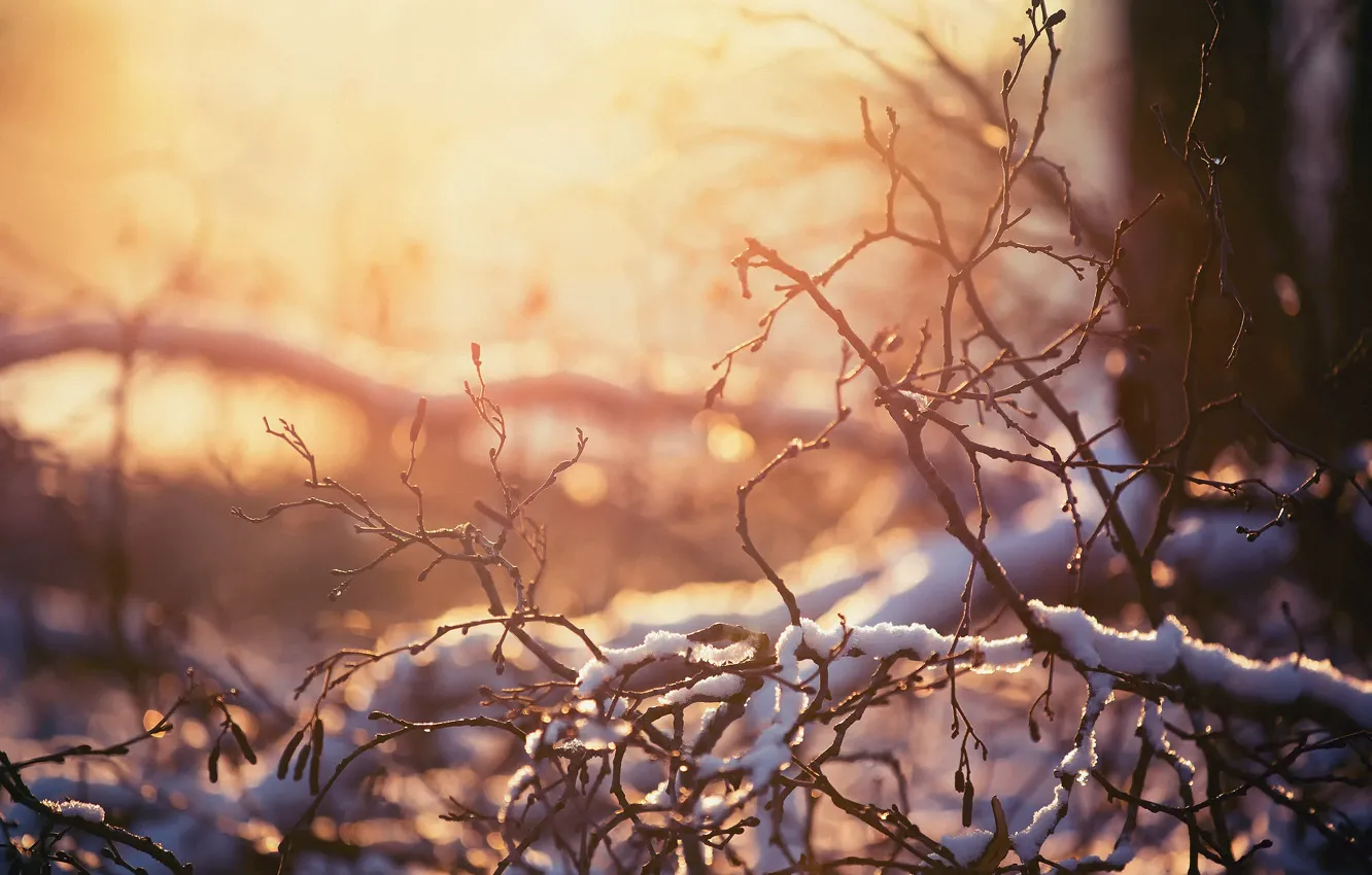 Photo wallpaper winter, light, snow, branches, nature, heat, bokeh