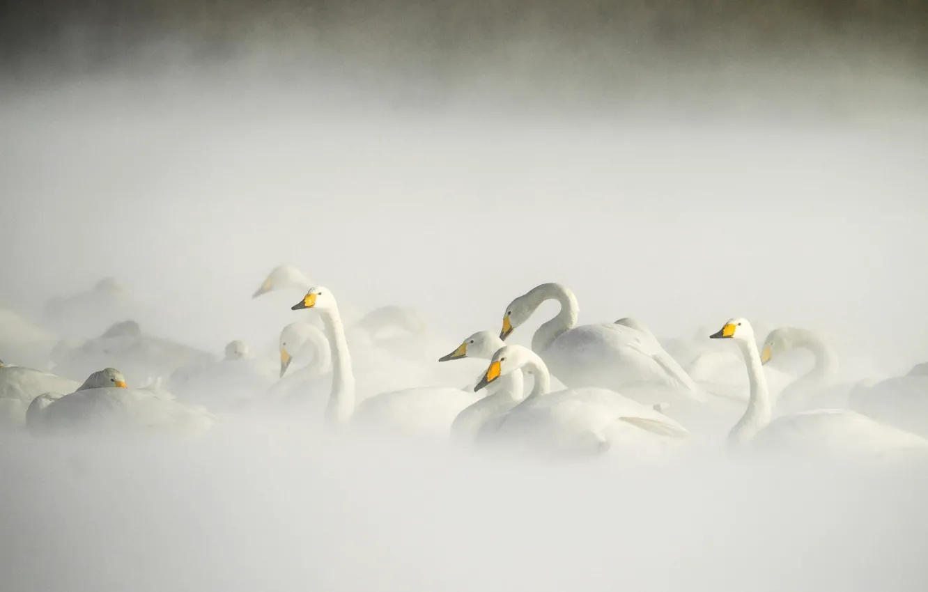 Photo wallpaper winter, birds, lake, swans