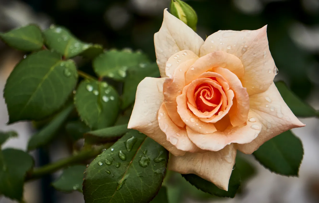Photo wallpaper leaves, drops, branches, roses, pale orange