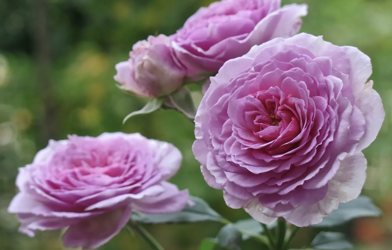 Photo wallpaper roses, petals, purple