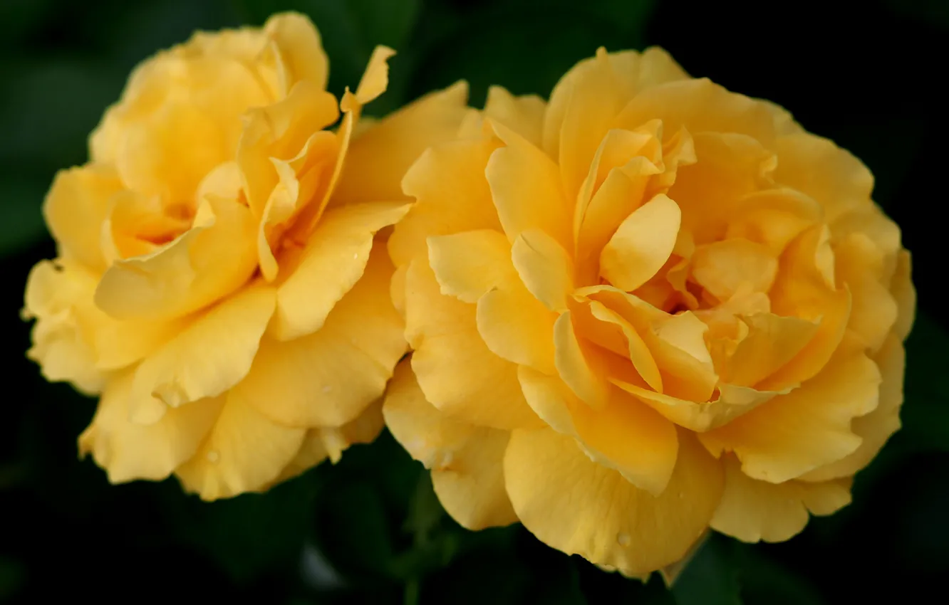 Photo wallpaper macro, yellow, roses, Duo