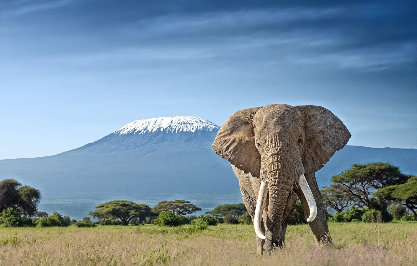 Photo wallpaper elephant, mountain, tusks