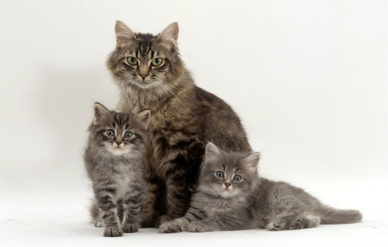 Photo wallpaper grey, kitty, trio, mom