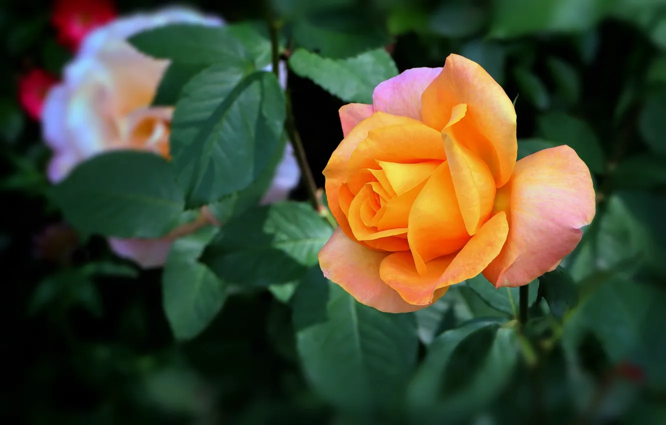 Photo wallpaper leaves, flowers, orange, roses, bokeh