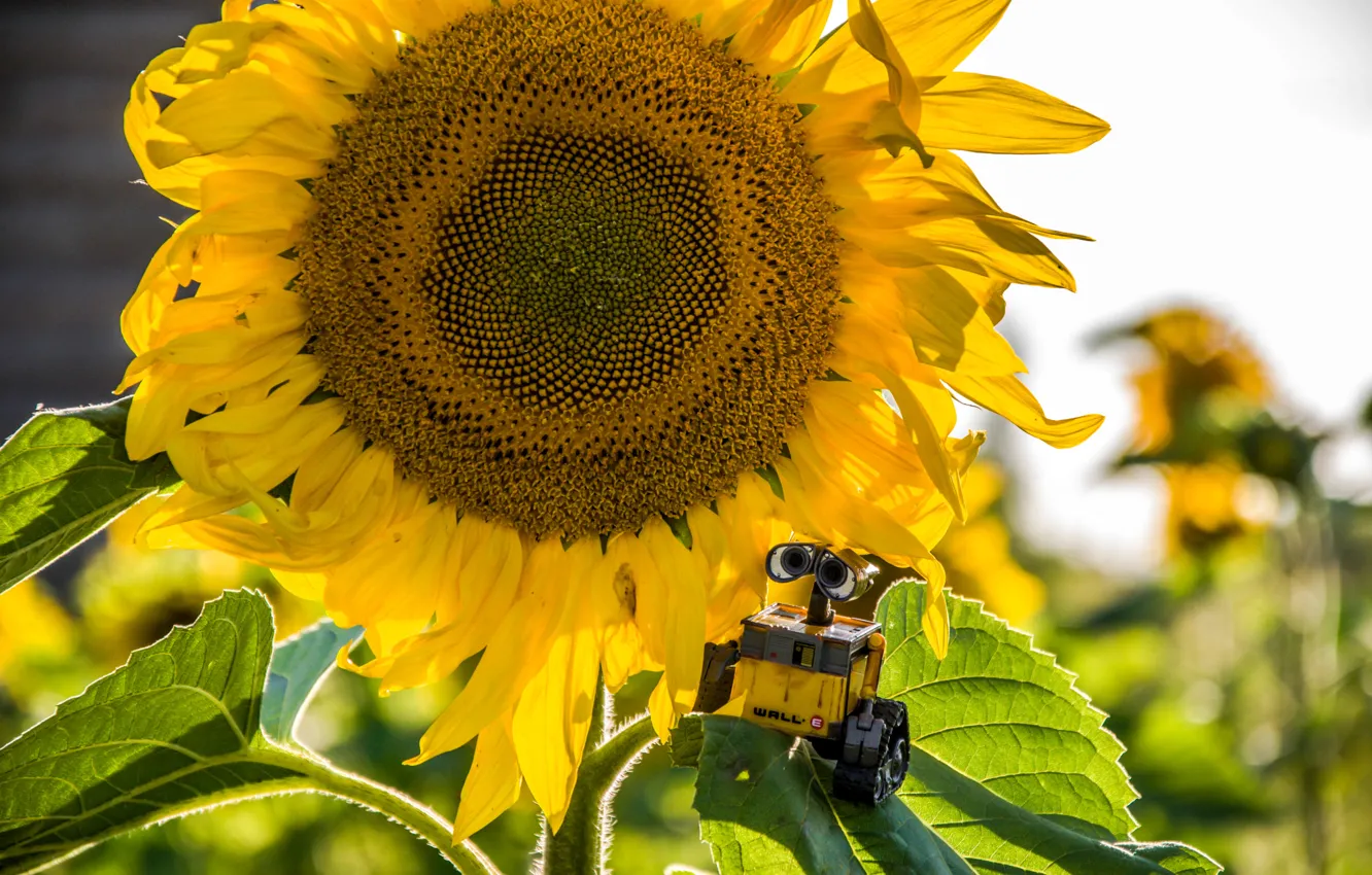 Photo wallpaper the sun, sunflowers, wall-e, WALL-E