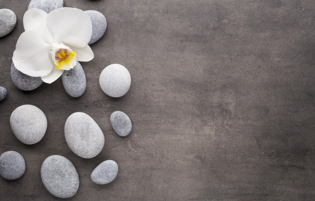 Photo wallpaper stones, white, flower, Orchid, orchid