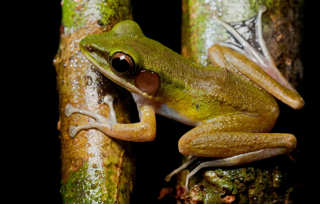 Photo wallpaper eyes, macro, trees, branches, pose, green, animal, frog