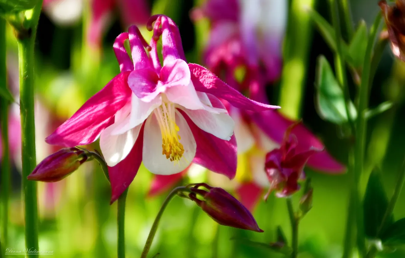 Photo wallpaper summer, macro, flowers, Aquilegia