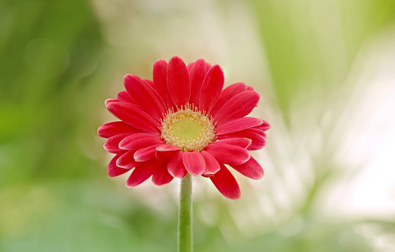 Photo wallpaper flower, red, gerbera