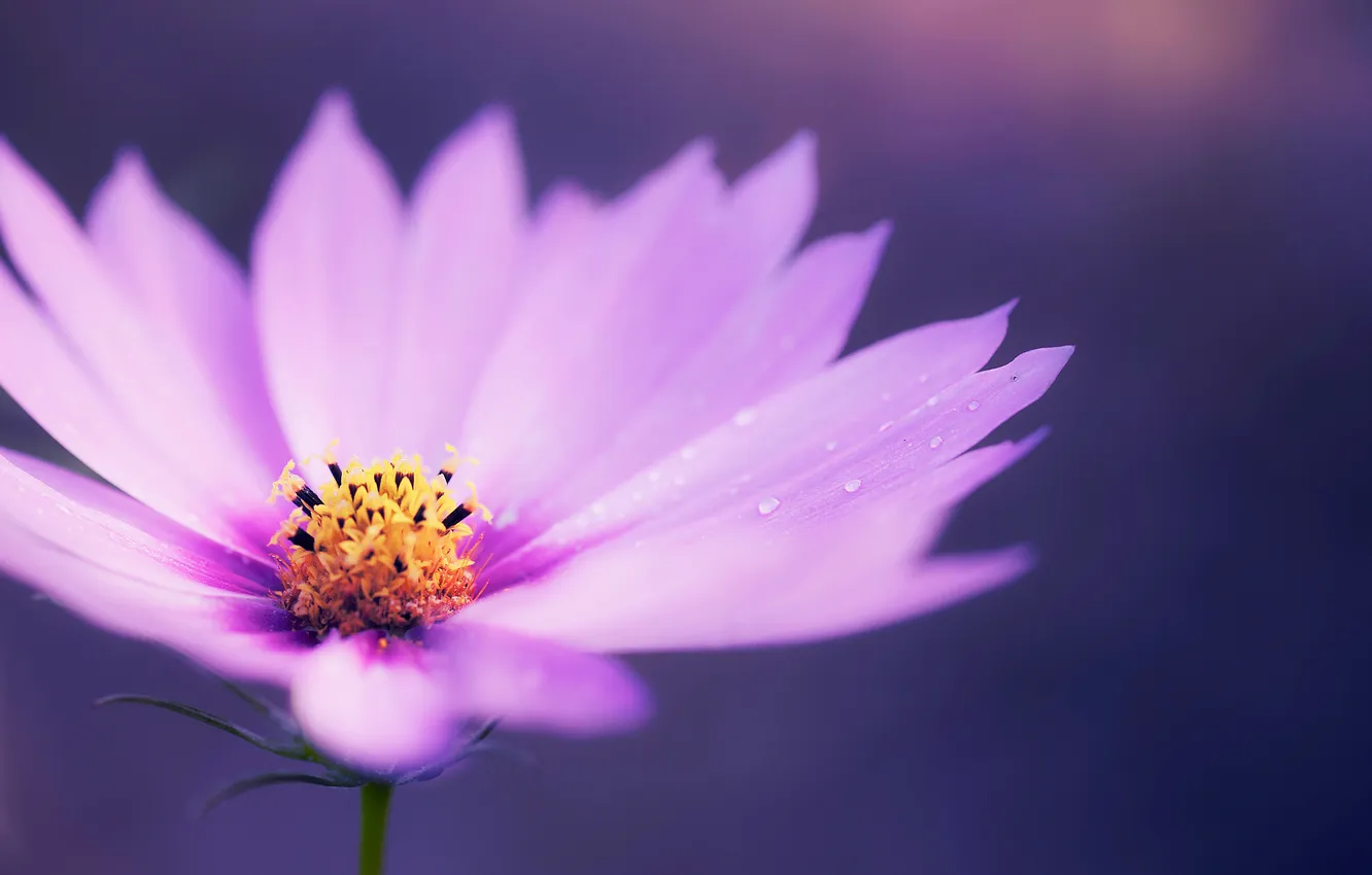 Photo wallpaper flower, lilac, petals