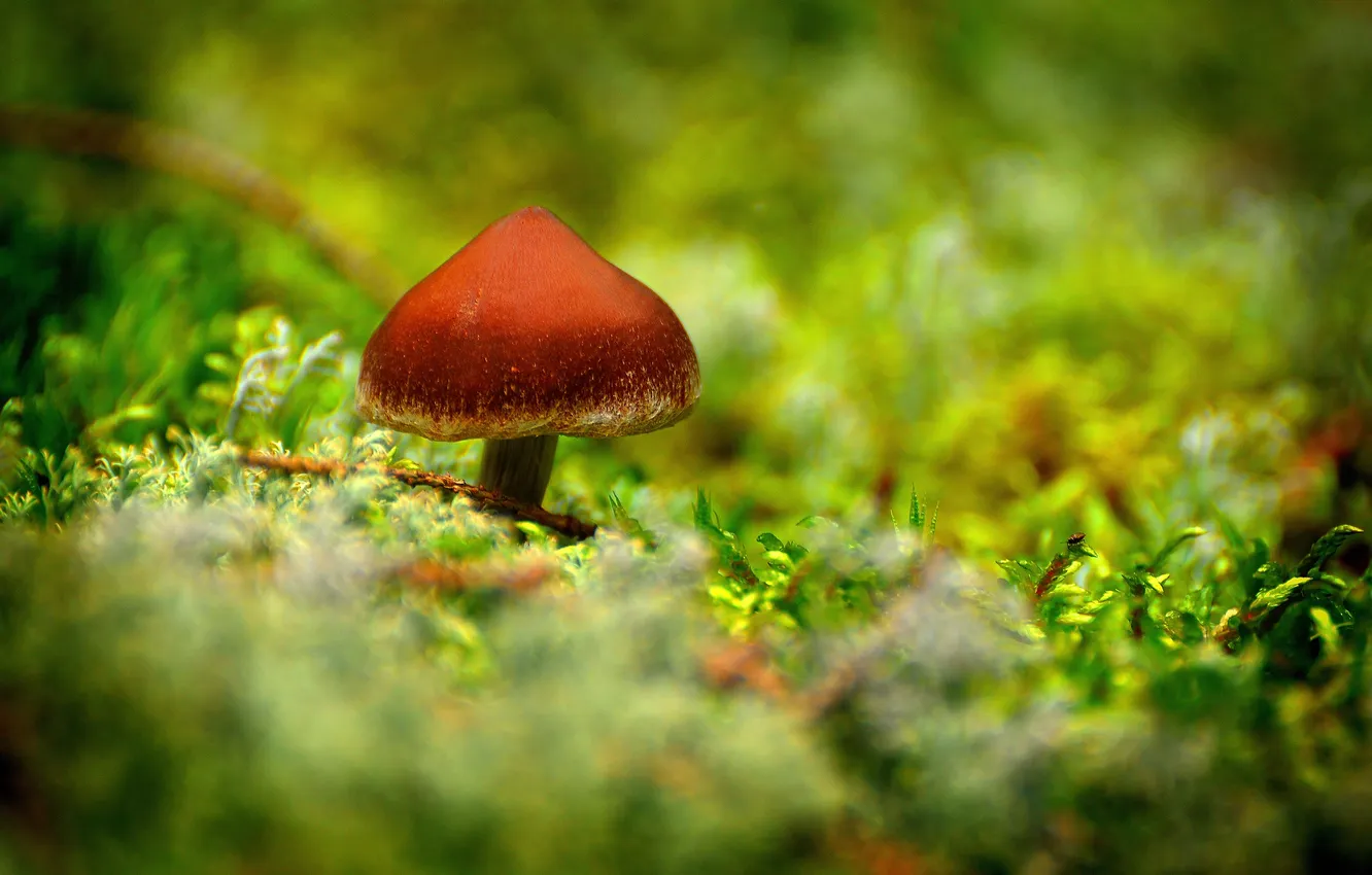 Photo wallpaper forest, grass, macro, mushrooms, moss