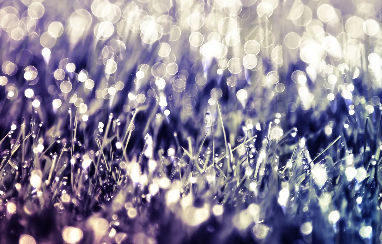 Photo wallpaper drops, macro, nature, Rosa, photo, background, Wallpaper, plant