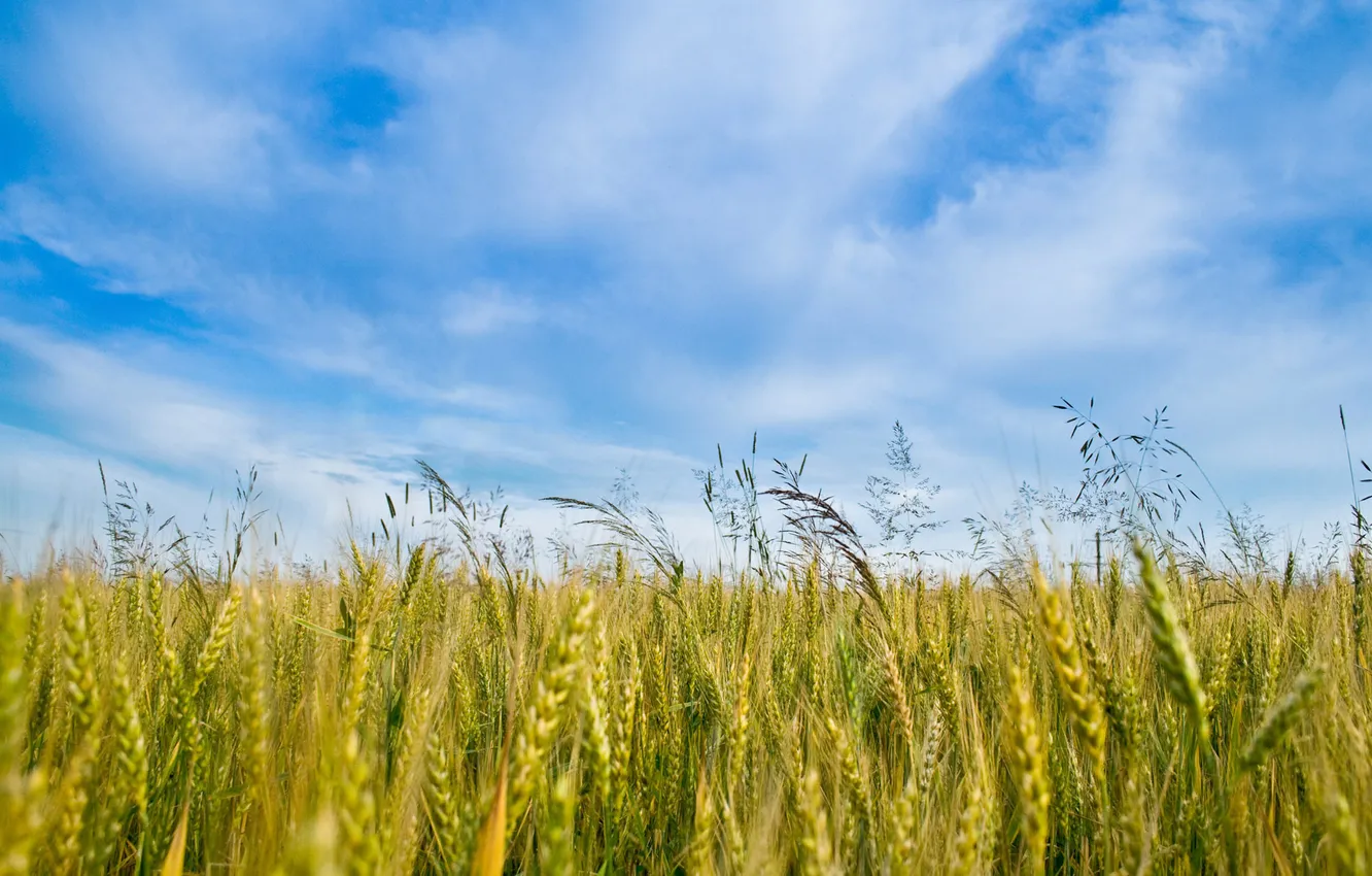 Photo wallpaper field, the sky, grass, clouds, nature, blue, ears