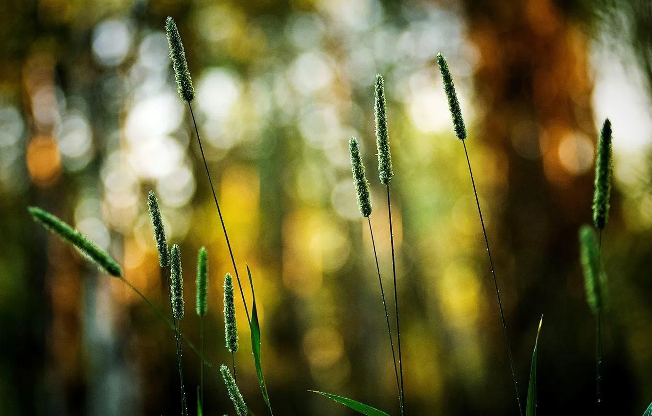 Photo wallpaper greens, nature, background, Wallpaper, plant, color, blur, wallpapers