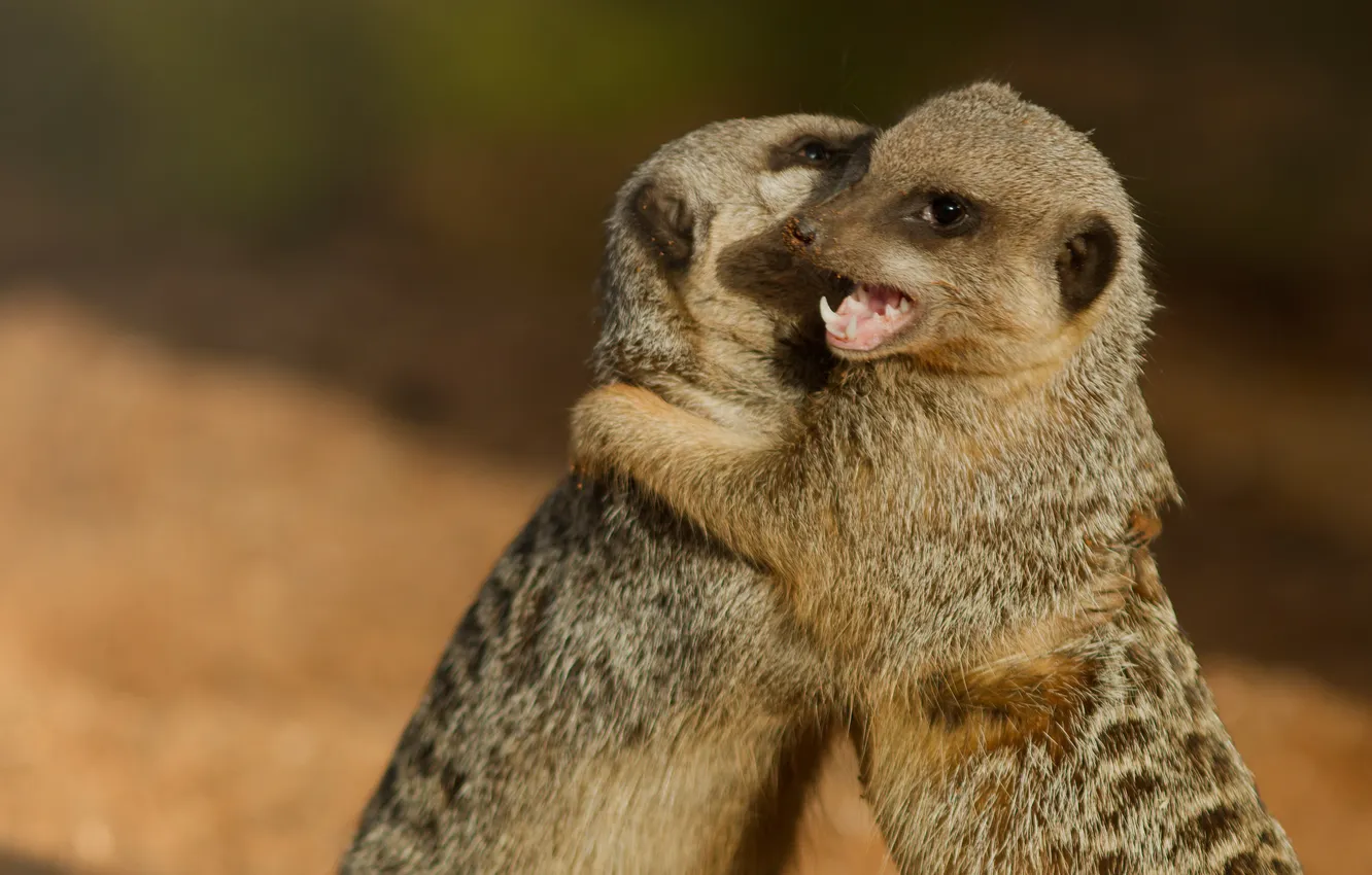 Photo wallpaper meeting, meerkats, hugs, pair