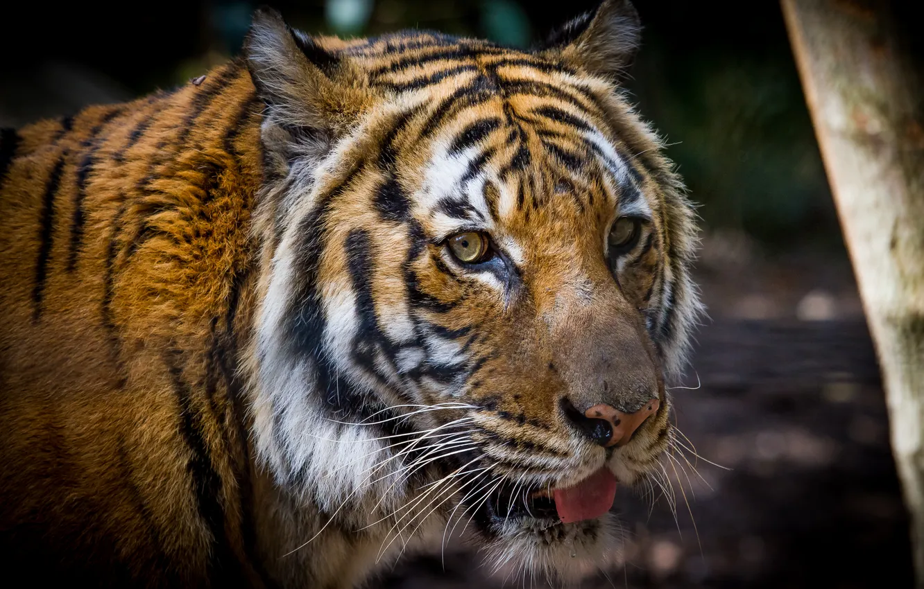 Photo wallpaper cat, look, face, tiger, Amur