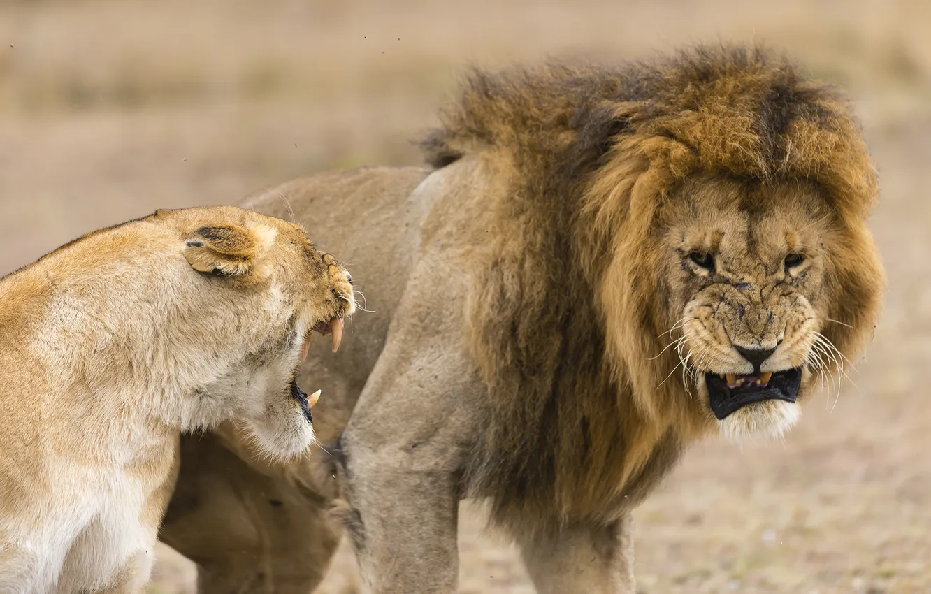 Photo wallpaper animals, predators, Leo, lions, lioness