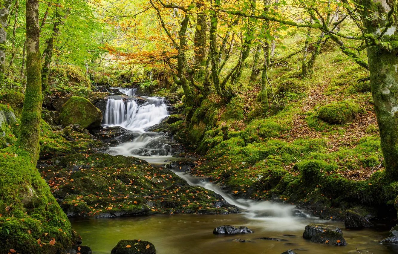 Photo wallpaper autumn, forest, trees, stream, waterfall, moss, Scotland, river
