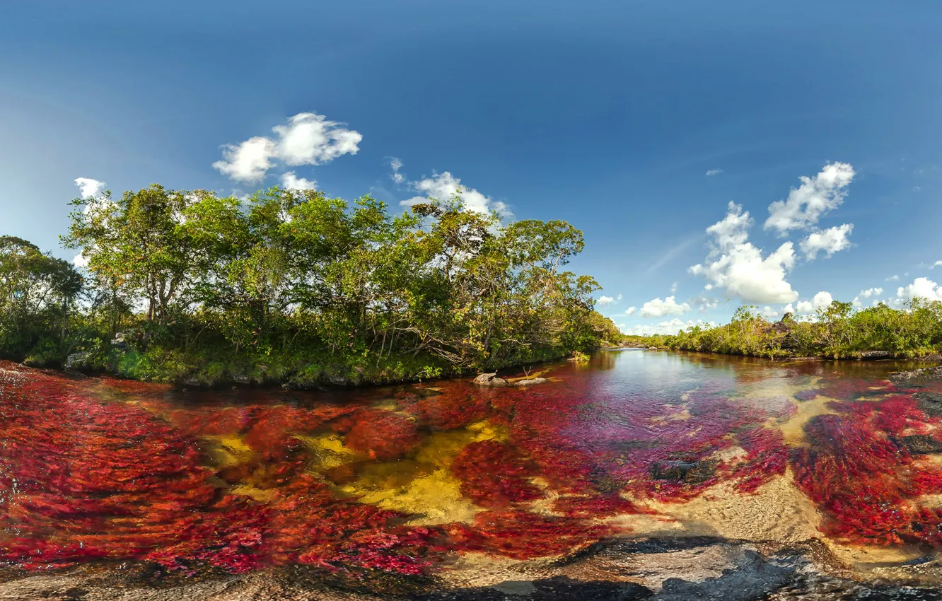 Photo wallpaper trees, algae, trees, Colombia, Colombia, algae, met, National Park of Sierra de la Macarena