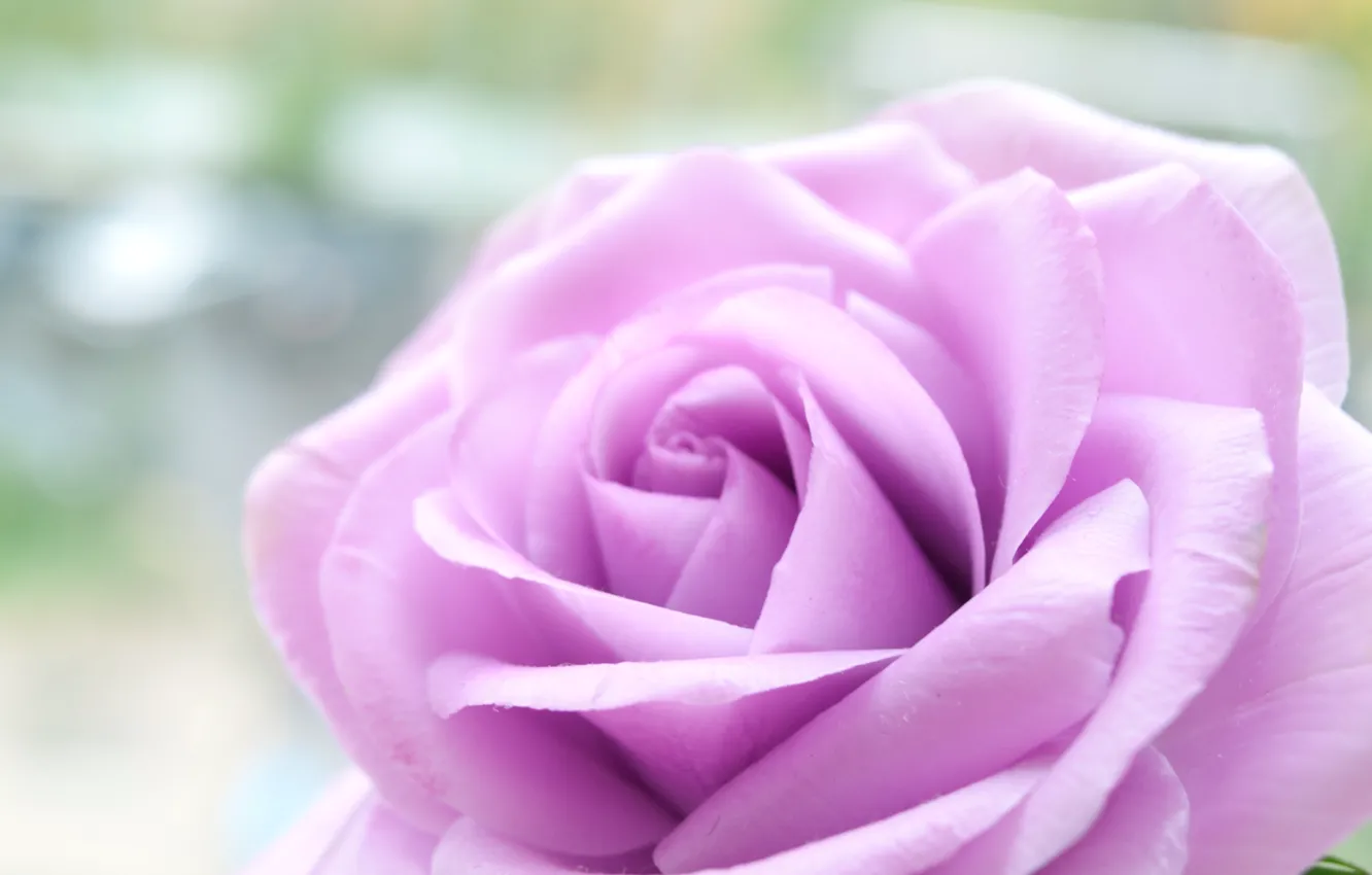 Photo wallpaper flower, flowers, rose, lilac rose