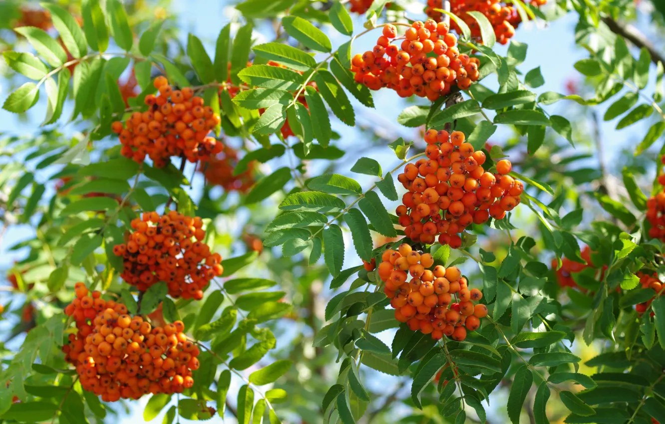 Photo wallpaper trees, branches, berries, Rowan