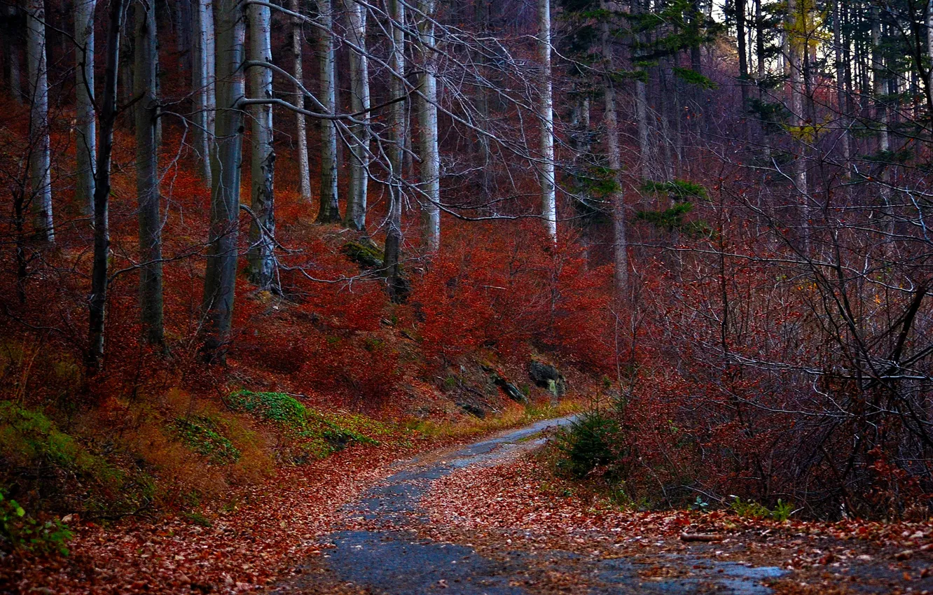Photo wallpaper road, autumn, forest, leaves, trees, red