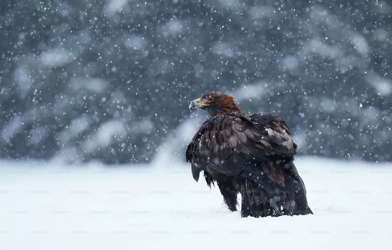 Photo wallpaper Eagle, bird, winter, snow, animal, Eagle in the snow storm
