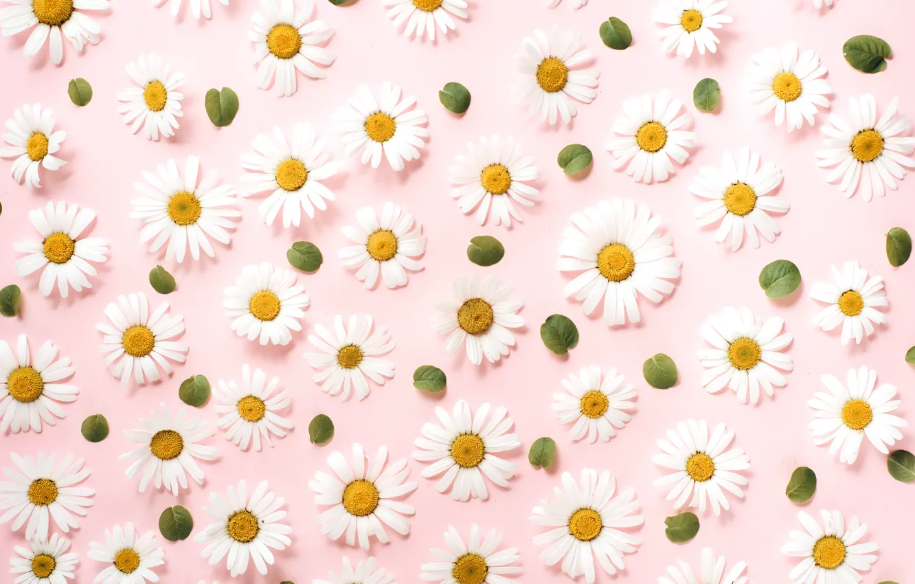 Photo wallpaper flowers, background, chamomile, texture