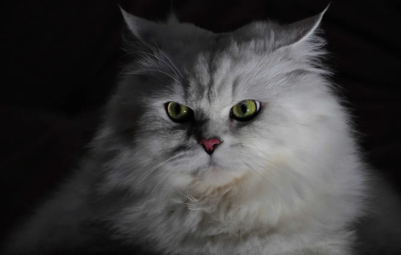 Photo wallpaper white, cat, fluffy, Eyes