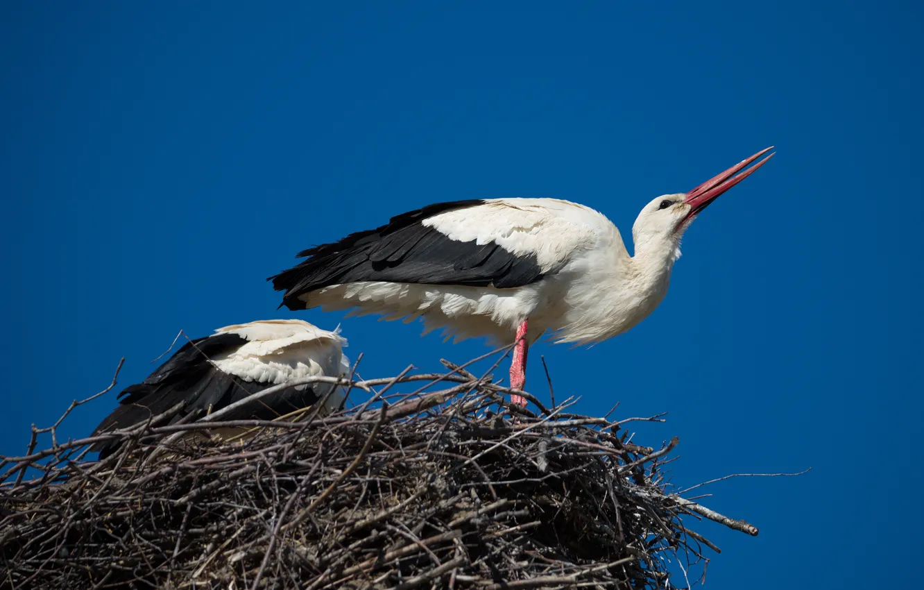 Photo wallpaper the sky, bird, spring, socket, stork