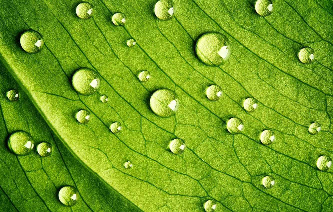 Photo wallpaper green, water, leave