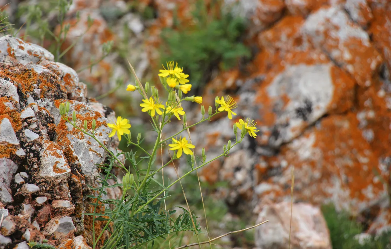 Photo wallpaper grass, flowers, stones