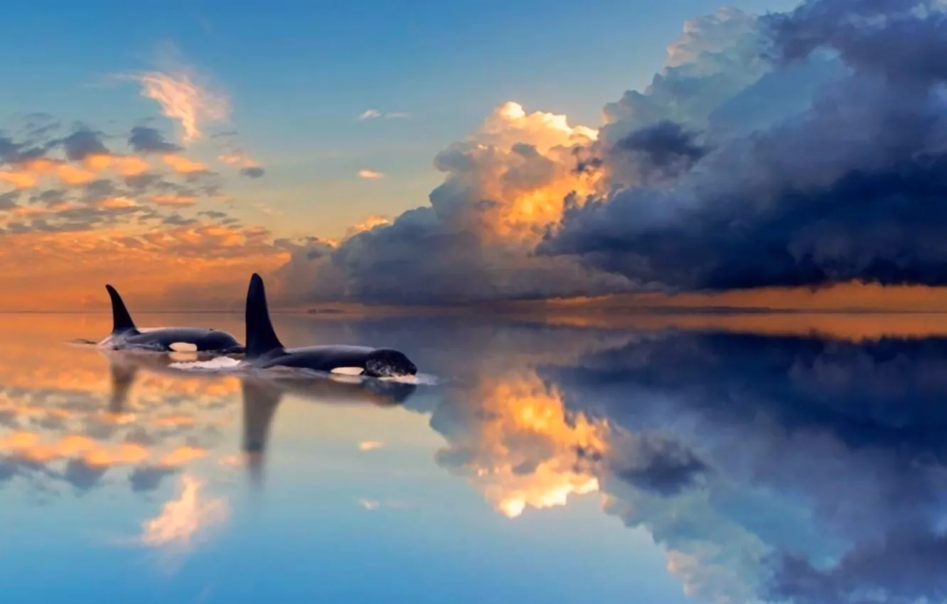 Photo wallpaper reflection, picture, whale