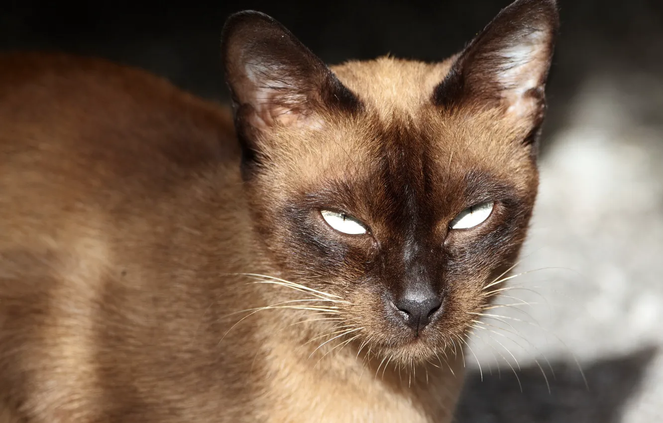 Photo wallpaper cat, look, portrait, Siamese