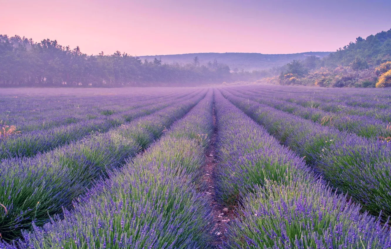 Photo wallpaper field, flowers, fog, haze, lavender, plantation, lavender field