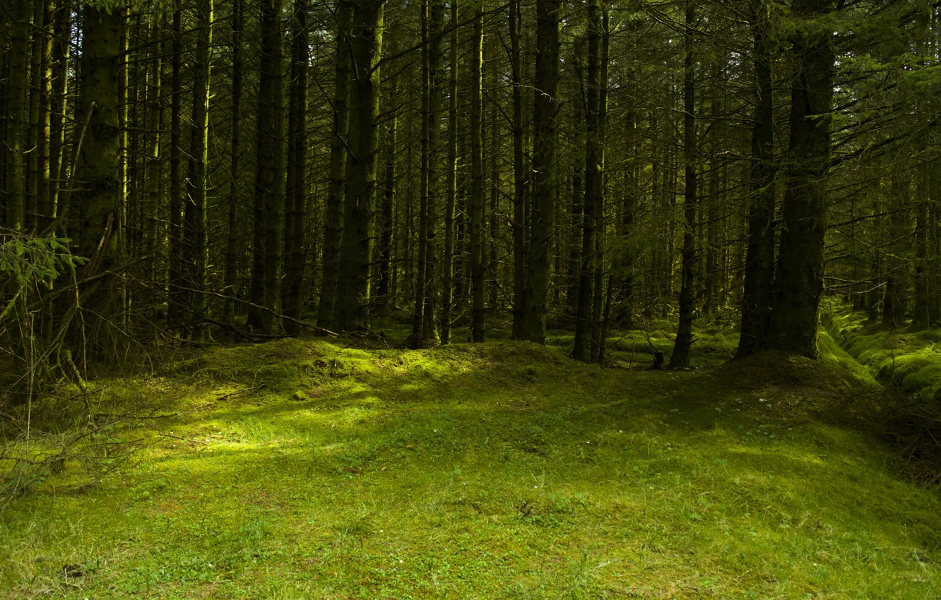 Photo wallpaper forest, summer, glade
