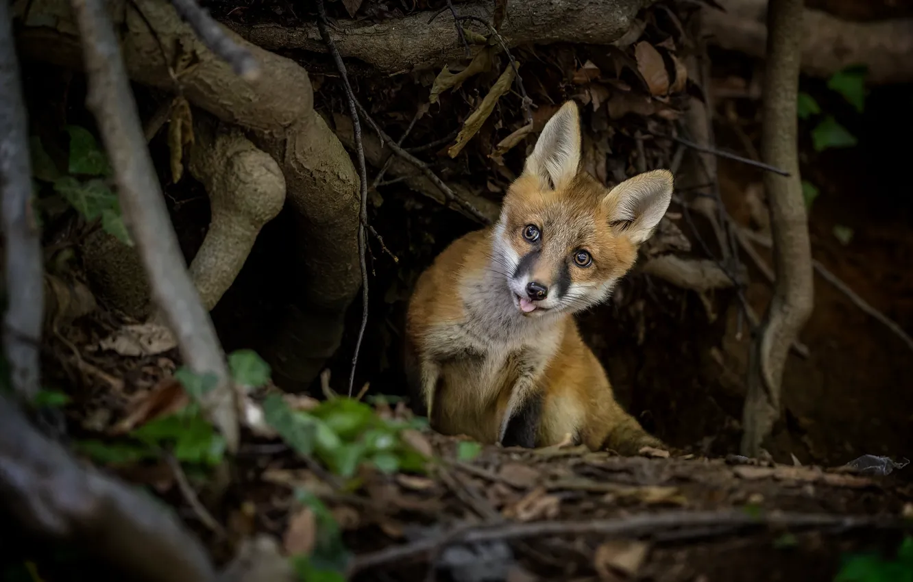 Photo wallpaper language, look, leaves, branches, nature, roots, pose, the dark background