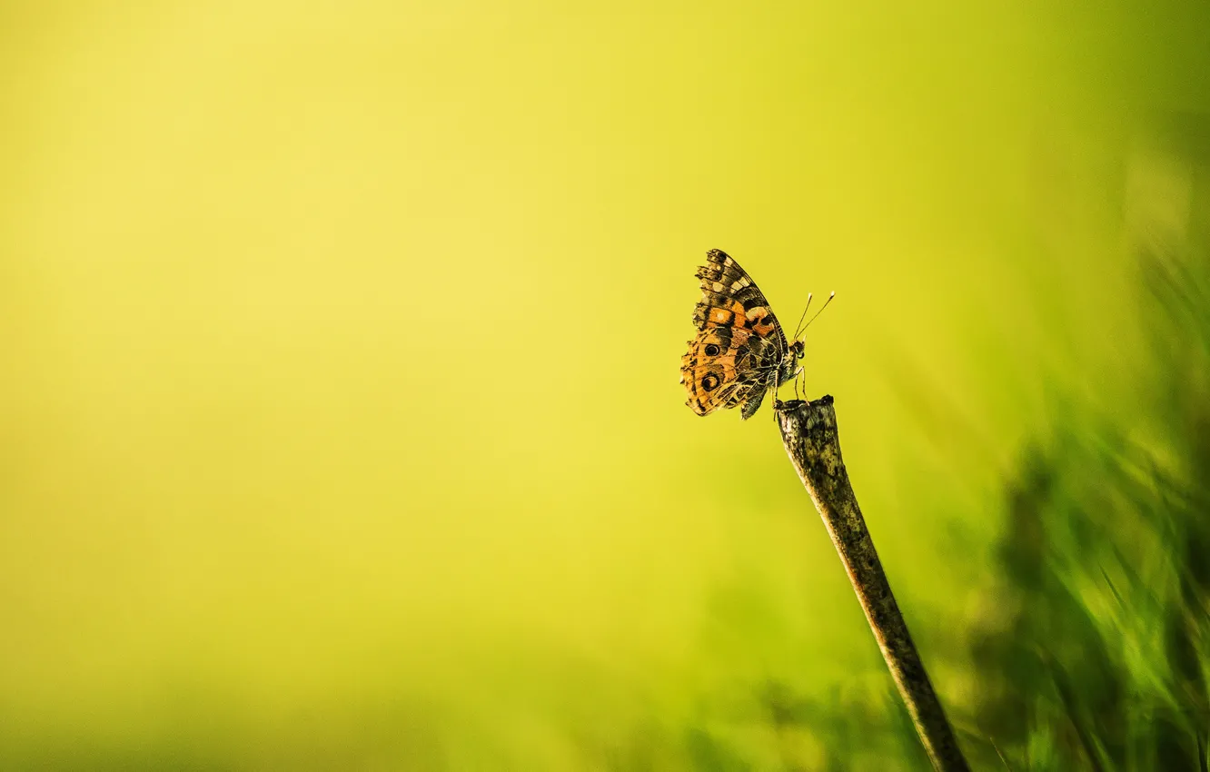 Photo wallpaper macro, butterfly, stem, yellow background