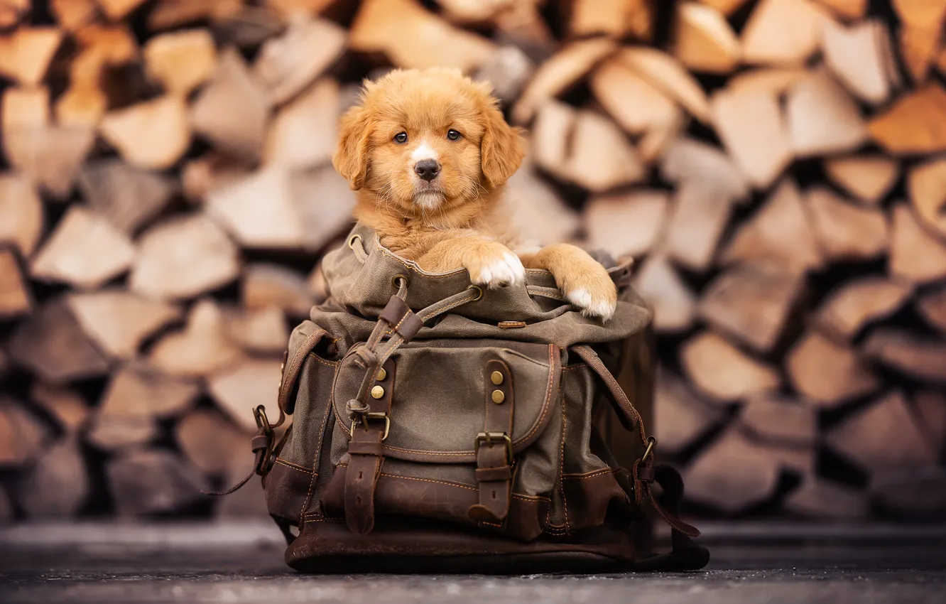 Photo wallpaper dog, puppy, backpack, Nova Scotia duck tolling Retriever, Toller