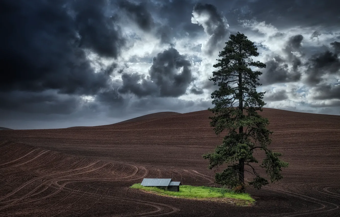 Photo wallpaper Oasis, Washington State, storm clouds, lone tree, tractor tracks, fallow land