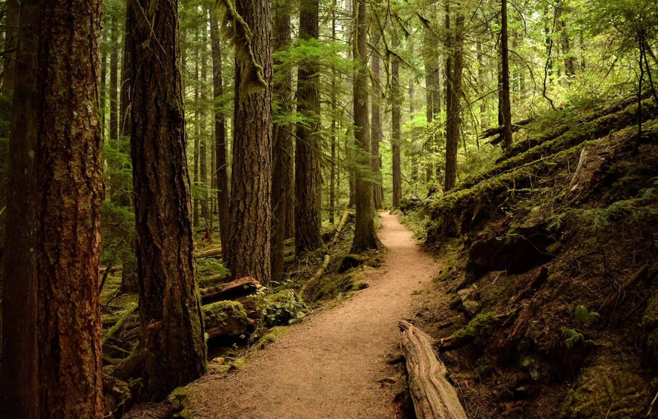 Photo wallpaper forest, trees, nature, path