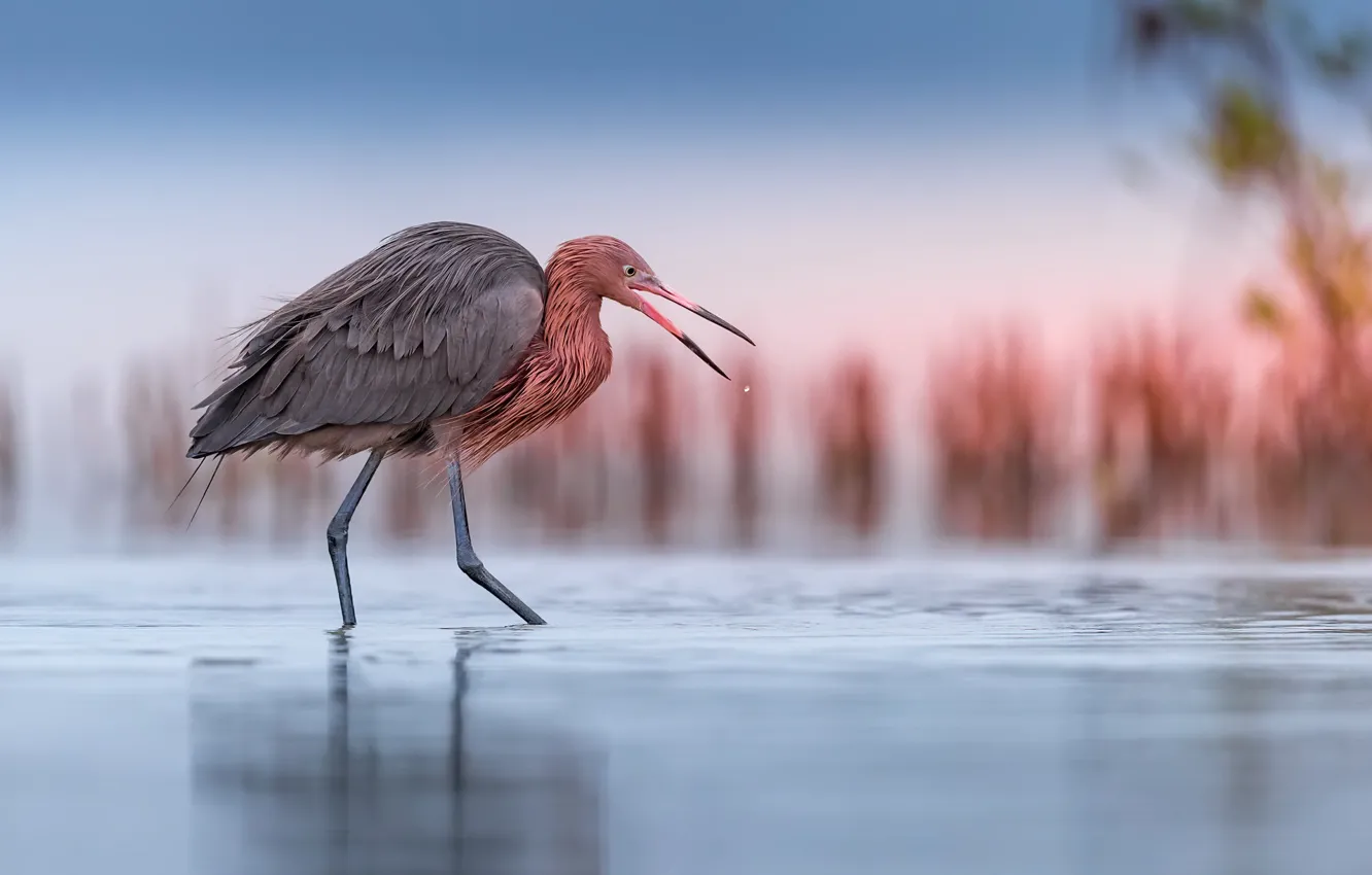 Photo wallpaper nature, bird, Reddish Egret, Egretta rufescens