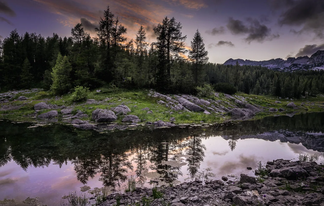 Photo wallpaper forest, river, the evening