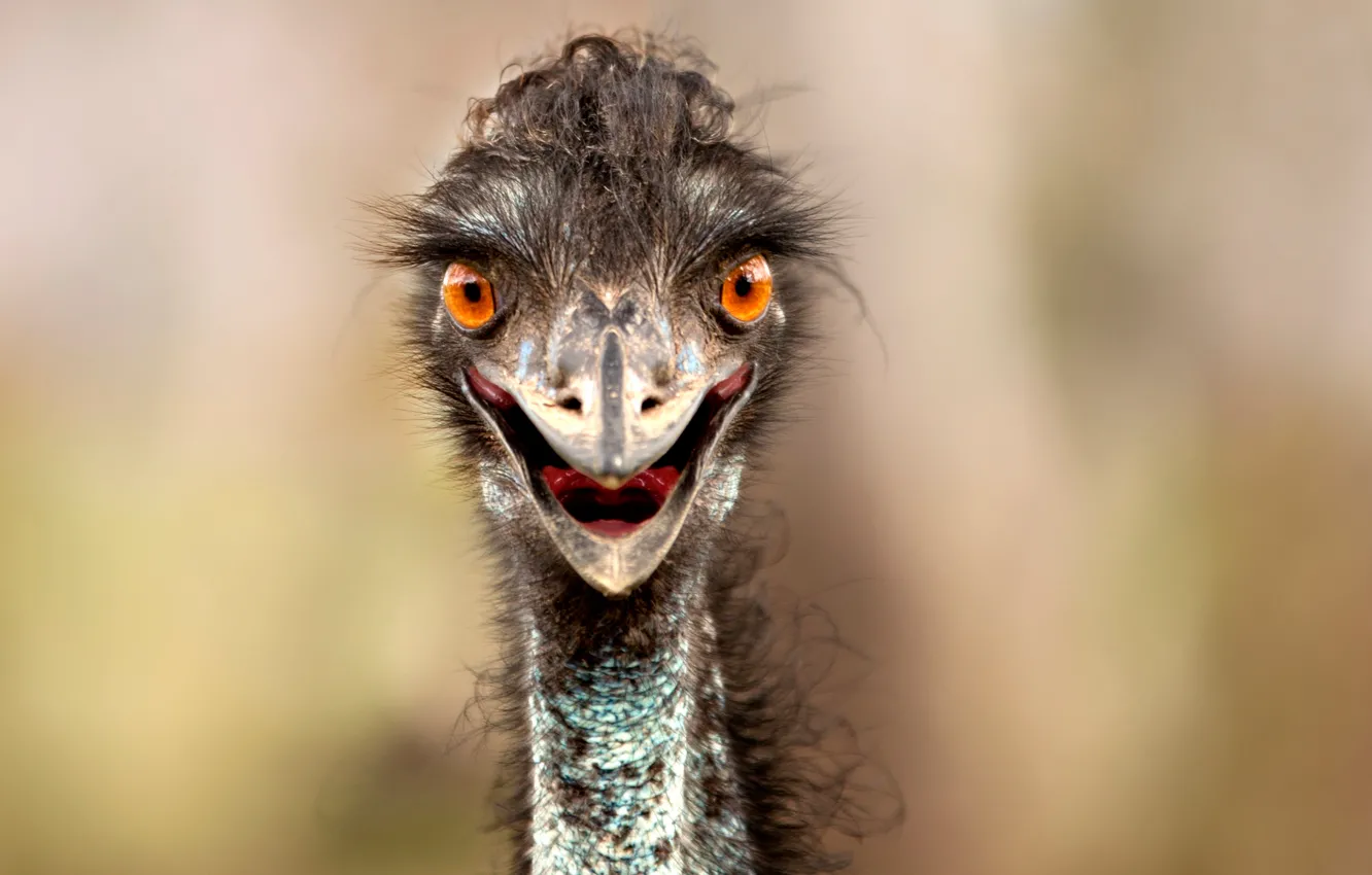 Photo wallpaper look, beak, ostrich