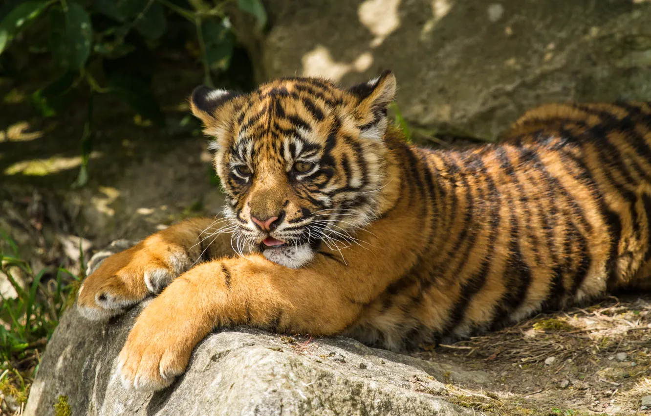 Photo wallpaper cat, tiger, stones, stay, cub, kitty, tiger, Sumatran