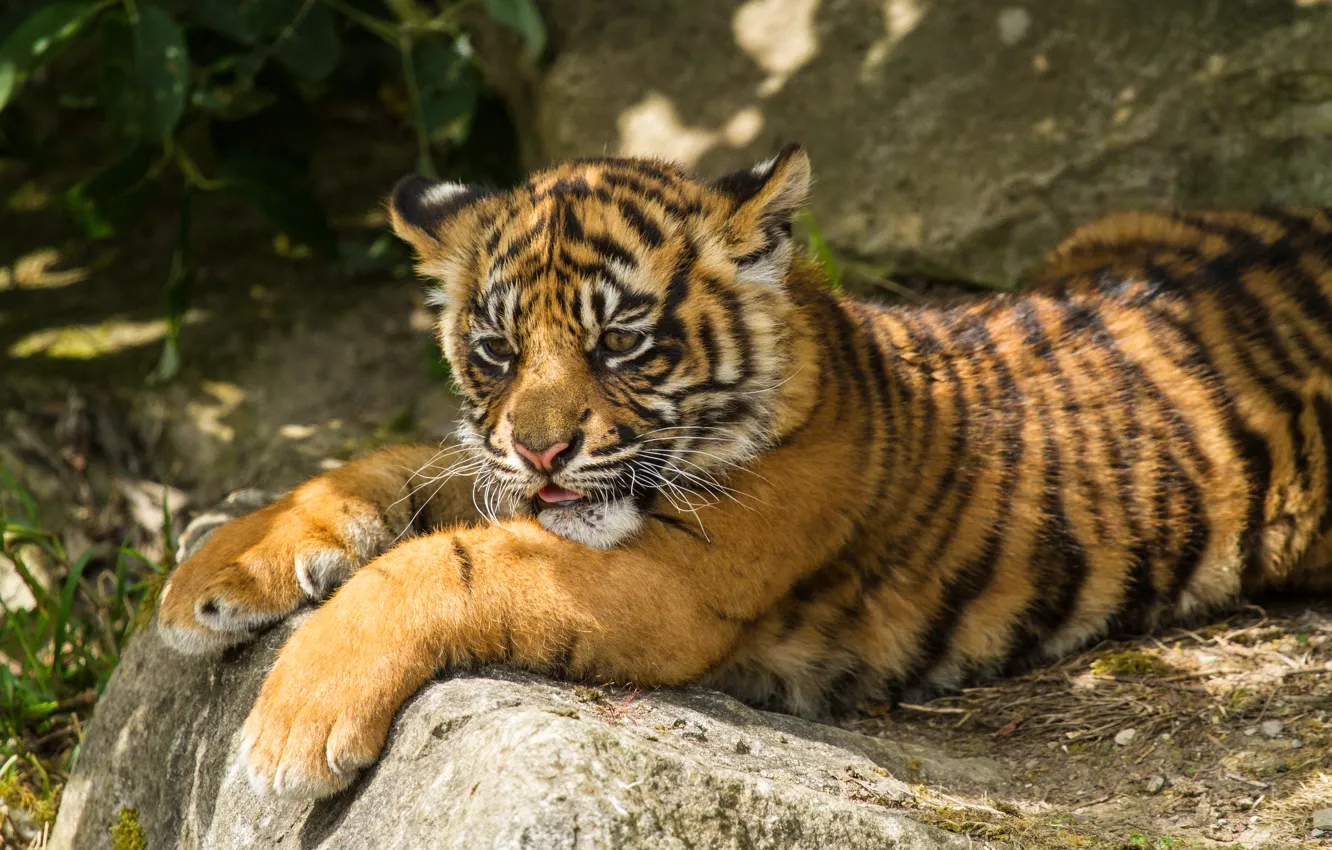 Photo wallpaper cat, tiger, stay, stone, cub, kitty, tiger, Sumatran