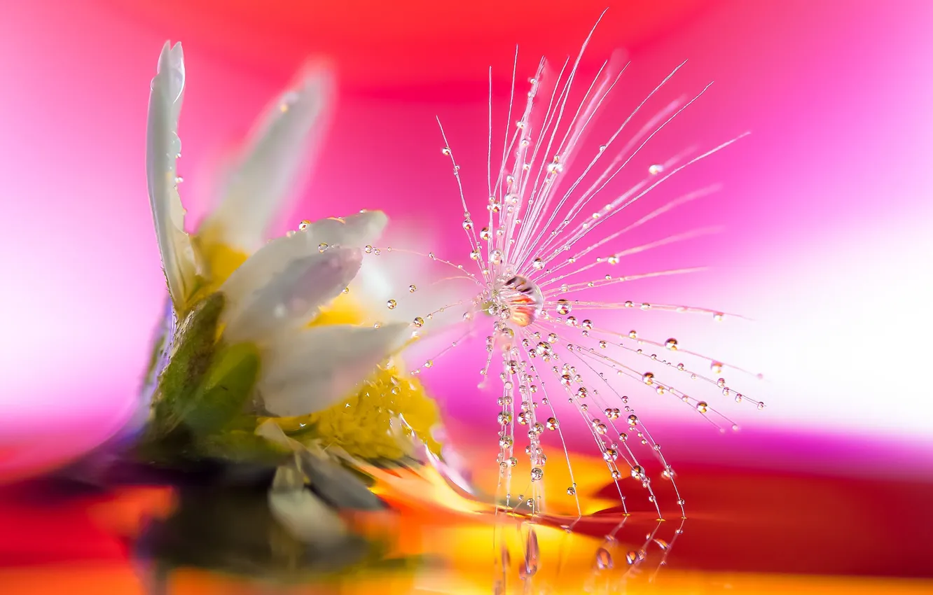 Photo wallpaper drops, macro, flowers, dandelion