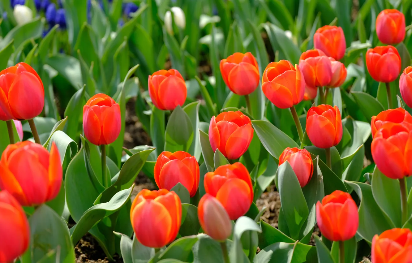 Photo wallpaper flowers, tulips, red, buds